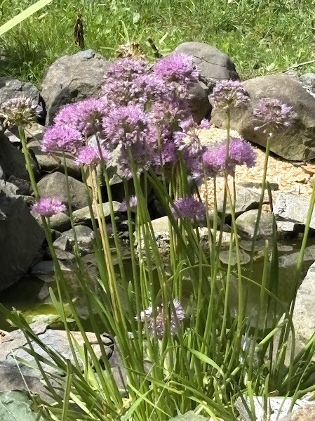 flowers-edit.JPG